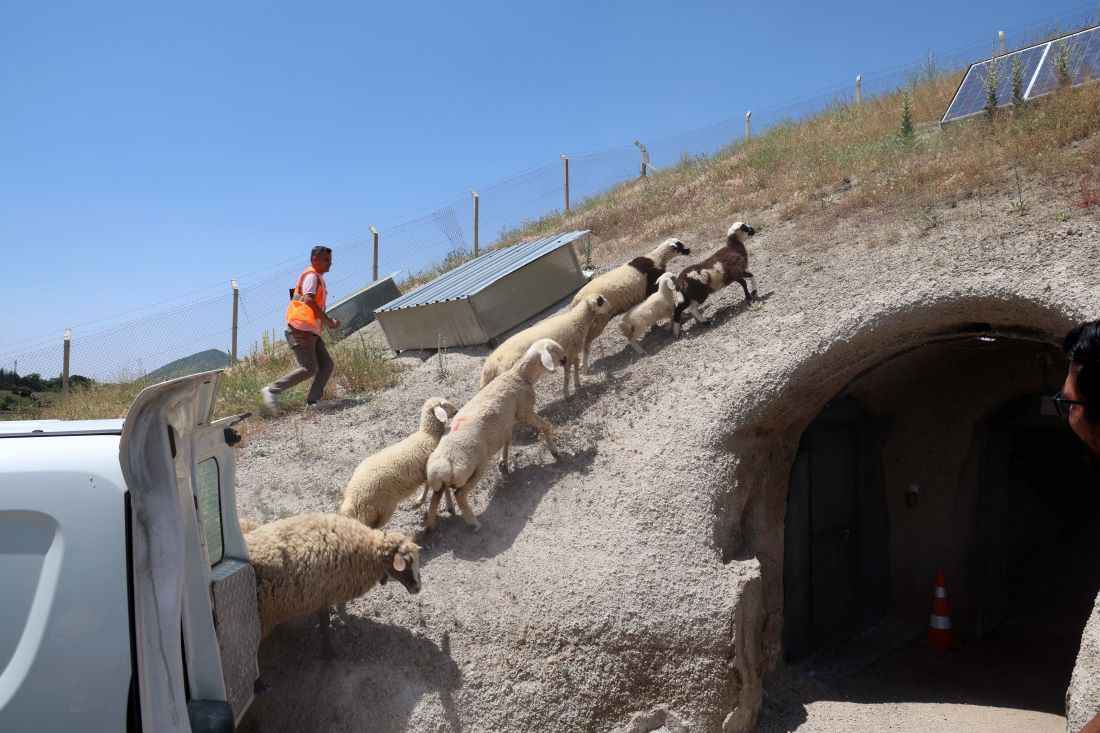 kurban-bayraminin-dorduncu-gununde-kayserinin-talas-ilcesinde-kaybolan-koyun-ve-kuzular-talas-belediyesinin-hizli-ve-duyarli-mudahalesiyle-sahibine-kavustu