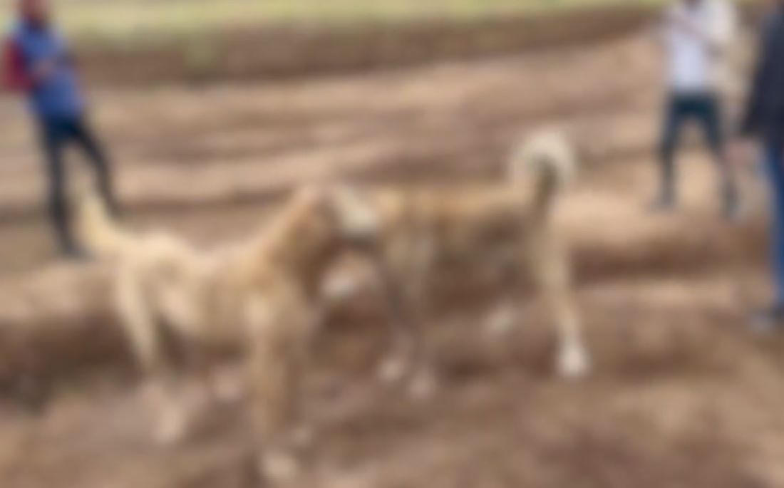 Kayseri’de sosyal medyada paylaşılan köpek dövüşü görüntüleri üzerine harekete geçen ekipler, 2005 doğumlu bir şahıs ile 2011 doğumlu suça sürüklenen çocuğu yakaladı.