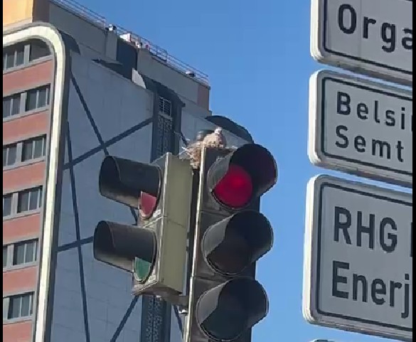 Trafikte Sürpriz Misafir: Trafik Lambasını Mesken Tutan Bir Güvercin, Sürücülerin İlgi Odağı Oldu