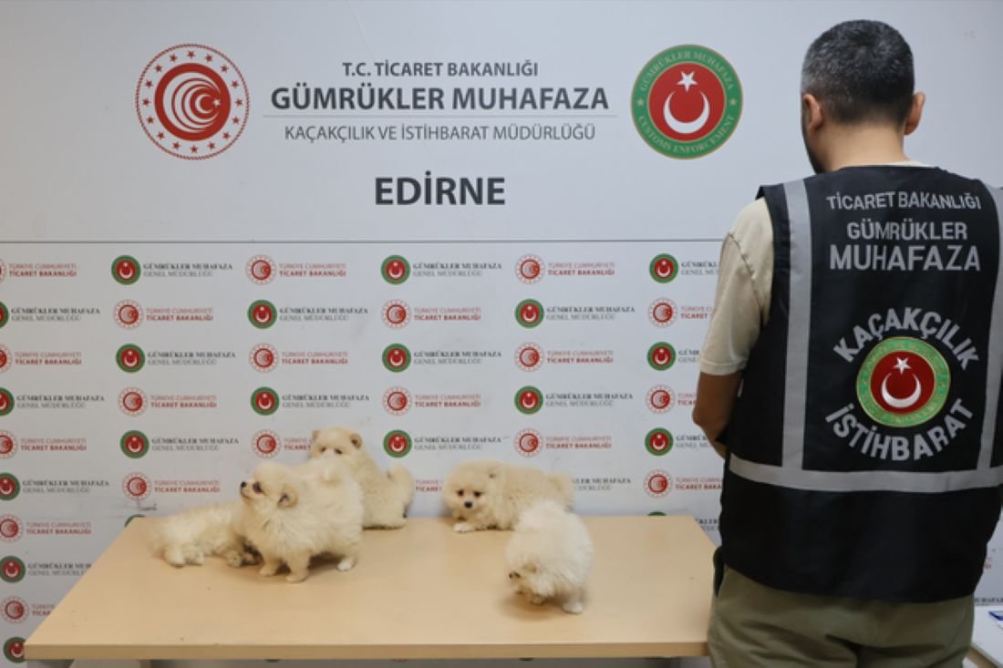 Kapıkule'de hayvan kaçakçılığı operasyonu
