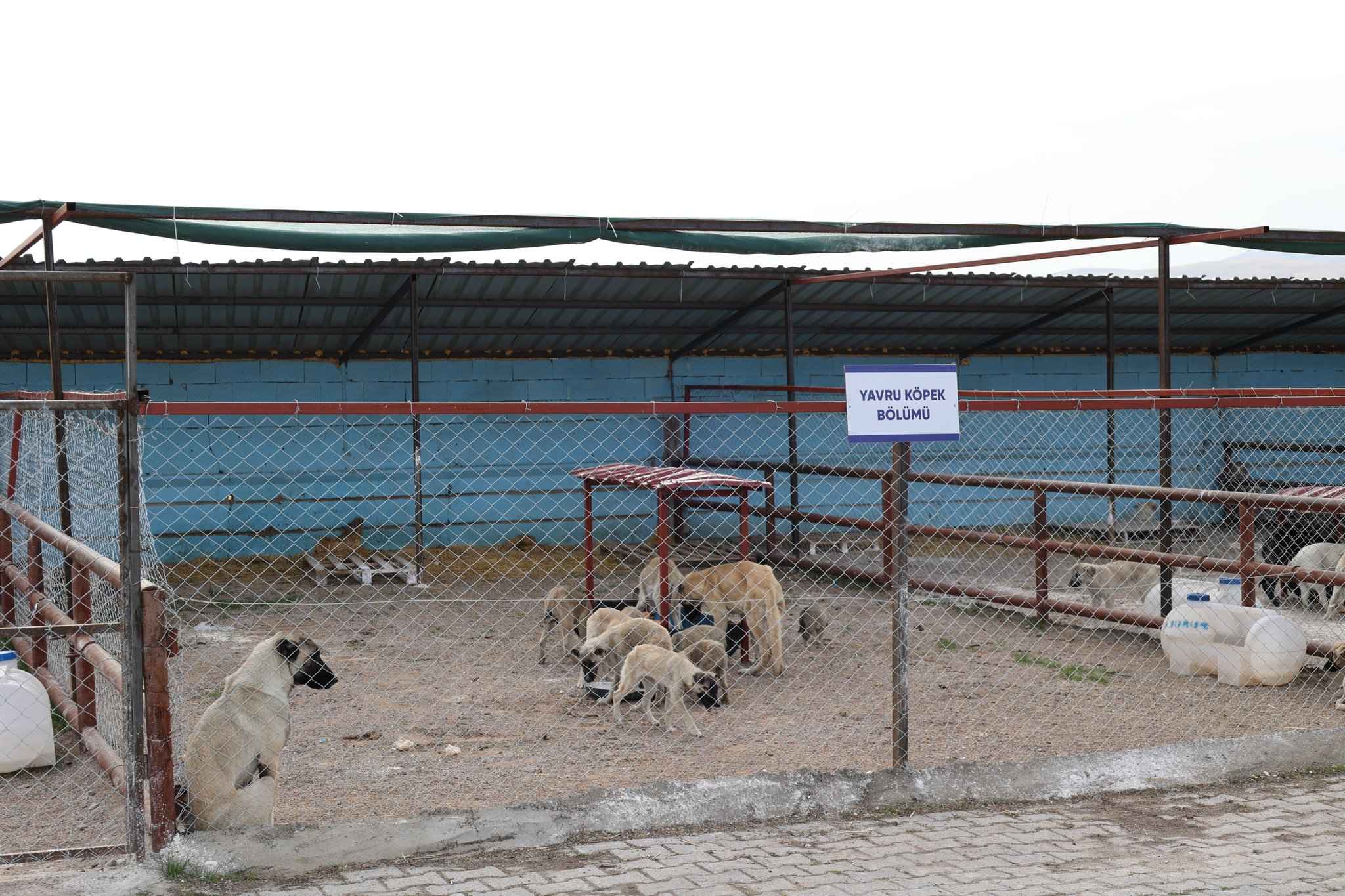 bunyan-belediyesi-bakima-ihtiyac-duyan-ve-basibos-sokak-hayvanlarinin-saglikli-kosullarda-yasayabilmesi-icin-dogal-yasam-alanini-hizmete-sundu-belediye-baskani-selahattin-metinin-onculugunde-hayata-gecirilen-proje-sokak-hayvanlarinin-tedavi-beslenme-ve-barinma-ihtiyaclarina-cozum-sunuyor