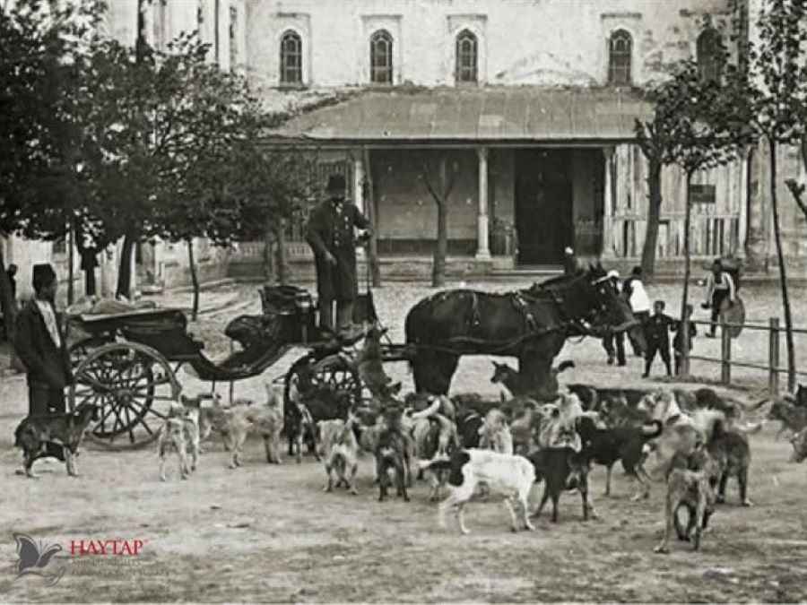 osmanli-doneminde-yuk-hayvanlarina-eziyet-yasakti-mancacilar-sokak-hayvanlarini-besliyordu-kus-evleri-ve-vakiflar-kurulmustu